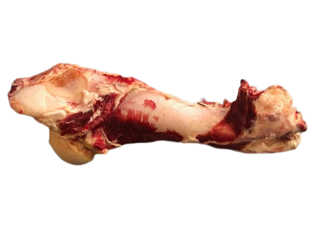 Two Femur/Dino Bones